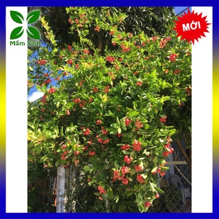 CÂY SIRO NHỎ CAO 15-20CMM