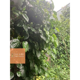 Lá trầu không tươi 200gr