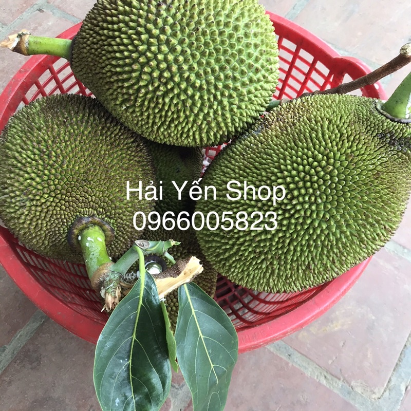 1 quả mít quê 2,8~4,5kg