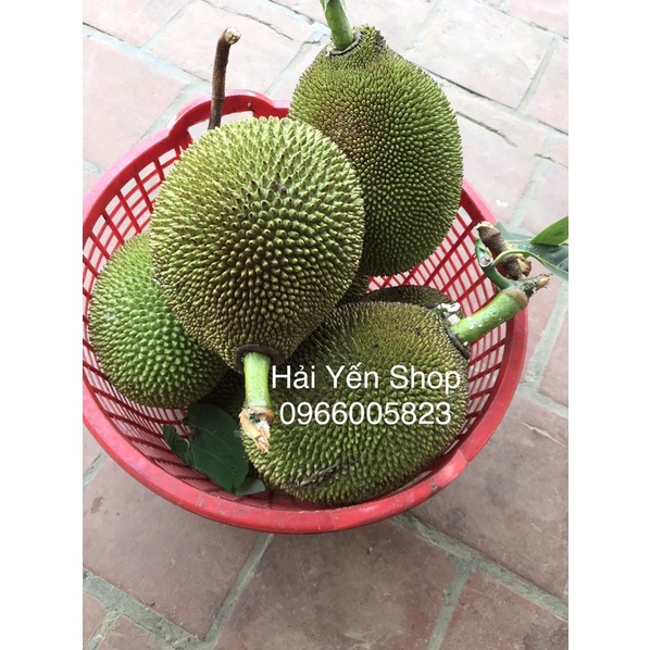 1 quả mít quê 2,8~4,5kg