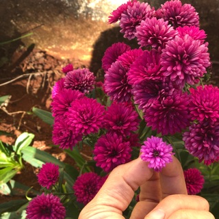 Combo 10 Cây giống thạch thảo rễ Trần cánh đơn và cánh kép 3 mầu đỏ tím trắng