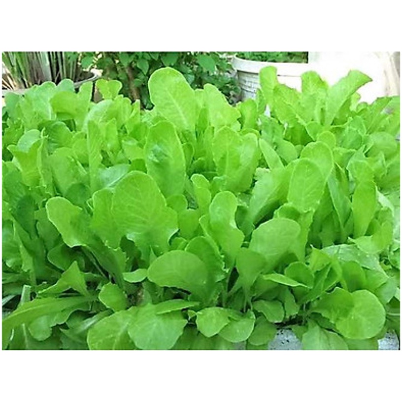 Hạt giống rau cải ngọt xanh ăn non - rau củ quả trồng chậu, vườn dễ chăm sóc 20gr RADO 638