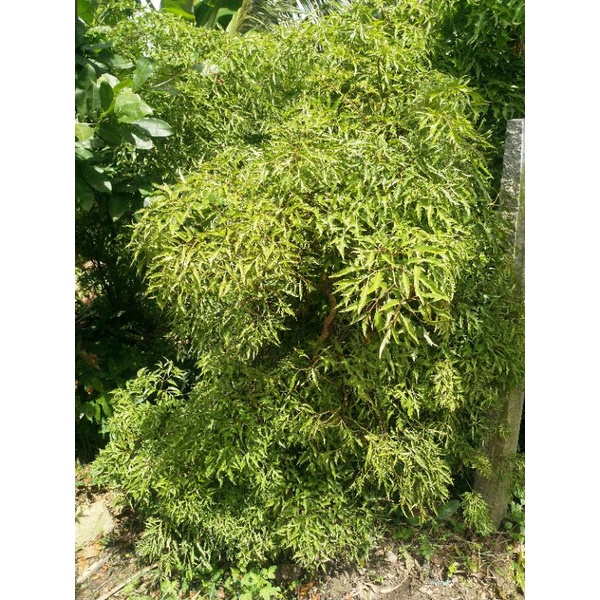 Đinh Lăng Tươi Lá Nhỏ 1kg/ Bịch