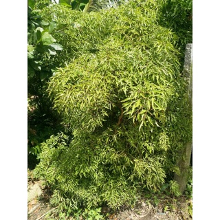 Đinh lăng tươi lá nhỏ 1kg/ bịch