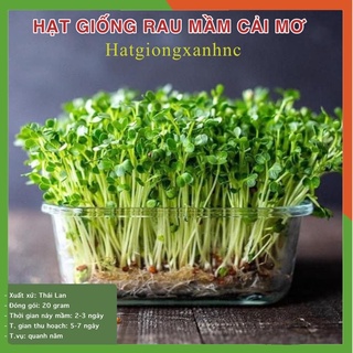 20 gram Hạt giống mầm rau cải mơ