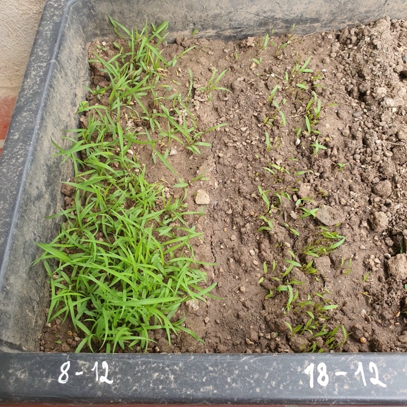 CỎ SẢ LÁ LỚN MOMBASA GHINE CỎ CHĂN NUÔI gói 5g