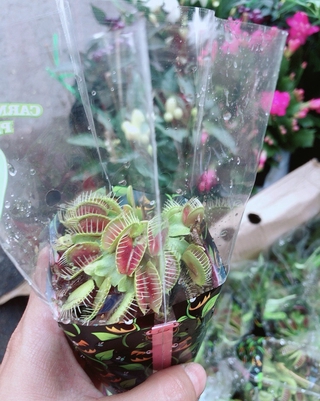 Cây Bẫy Kẹp Bắt Mồi