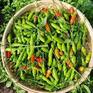 Giống ớt xiêm rừng Rd (0.2g)