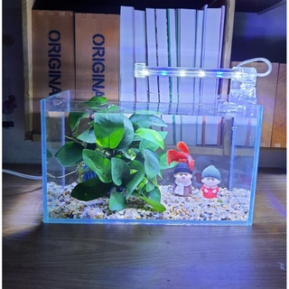 Bể cá mini dài 24 cm với 5 món (bể, sỏi nền, đèn led, ráy thủy sinh, pk OB lão to)
