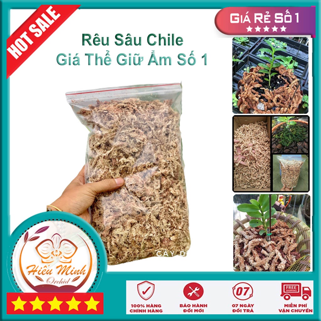 Rêu sâu Chile, Dớn Chi-lê loại 1, Dớn con sâu, rêu trắng trồng lan, cây bắt mồi, tiểu cảnh nhập khẩu Chile Moss