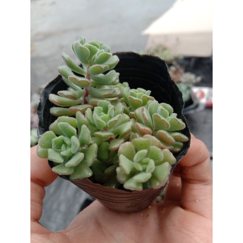 MỘT CHIẾC SEN SEDUM HOA HỒNG PHÁP size mini 8x8 cm đã thuần khí hậu sức sống cao