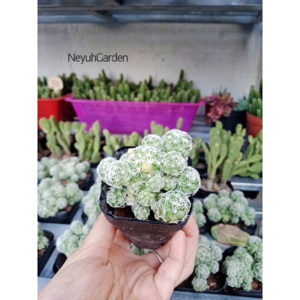 Xương rồng Trứng Chim cây to khỏe size 5cm - NeyuhGarden