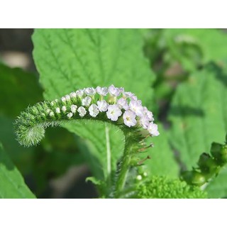 Cây vòi voi phơi khô 1 ký nhà làm sạch sẽ