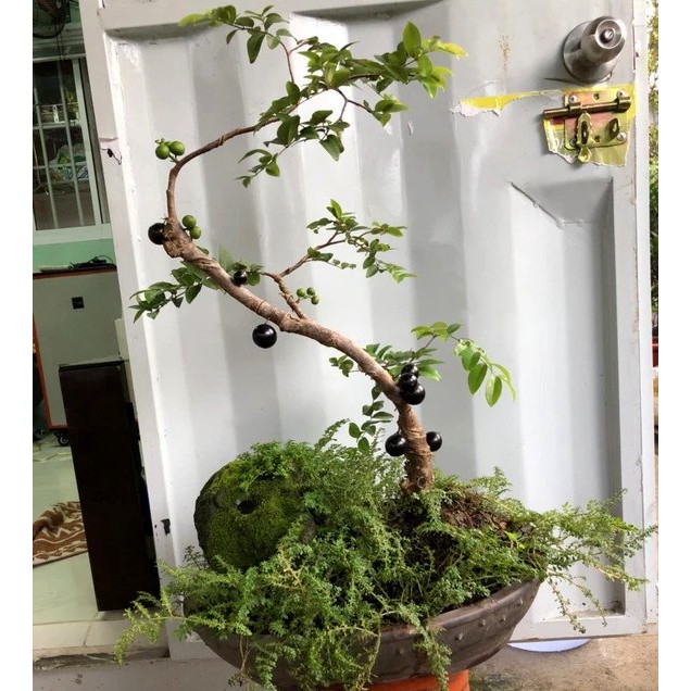 Cây nho thân gỗ tứ quý lá nhỏ chơi bonsai (ảnh thật số 2)