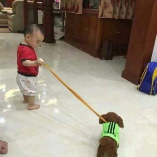 Chó con biết hát