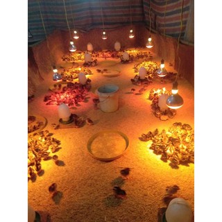 5 Khay tập  ăn cho gà con