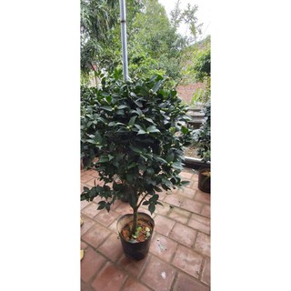Trà my cây to sẵn nhiều nụ