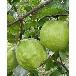 Cây Giống Ổi Nữ Hoàng Siêu Ngon