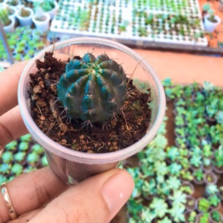 Xương rồng lobi tím