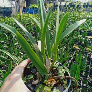 Hoa phong lan brass nhiều màu