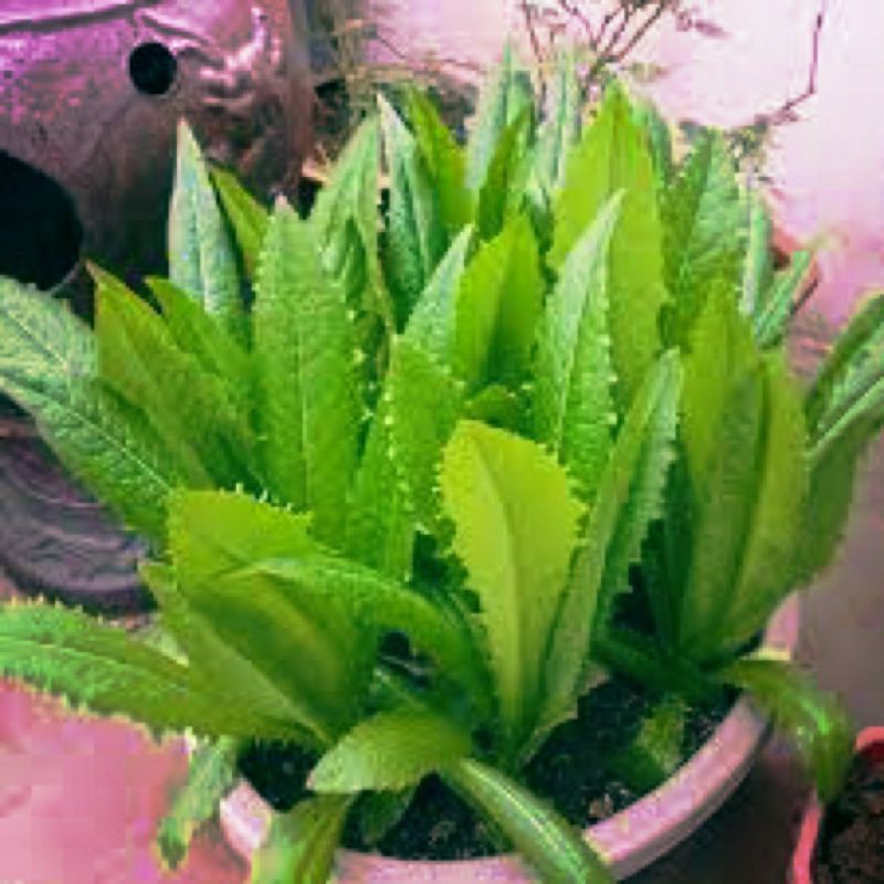 hạt giống cải nhíp đặc sản sóc trăng - gói 10gr