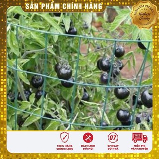 5h hạt giống cà chua đen f1 mỹ