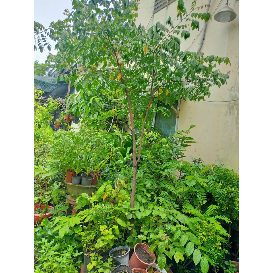 Cây cari cà ri cao từ 10-50cm (curry)