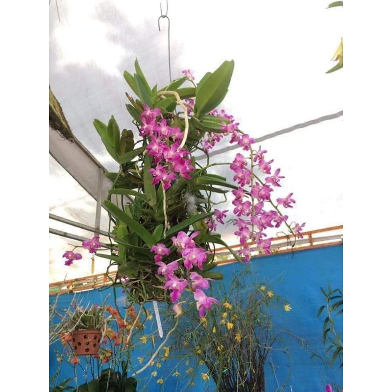 chậu 3 cây quế tím như hình cuối , hoa rất thơm