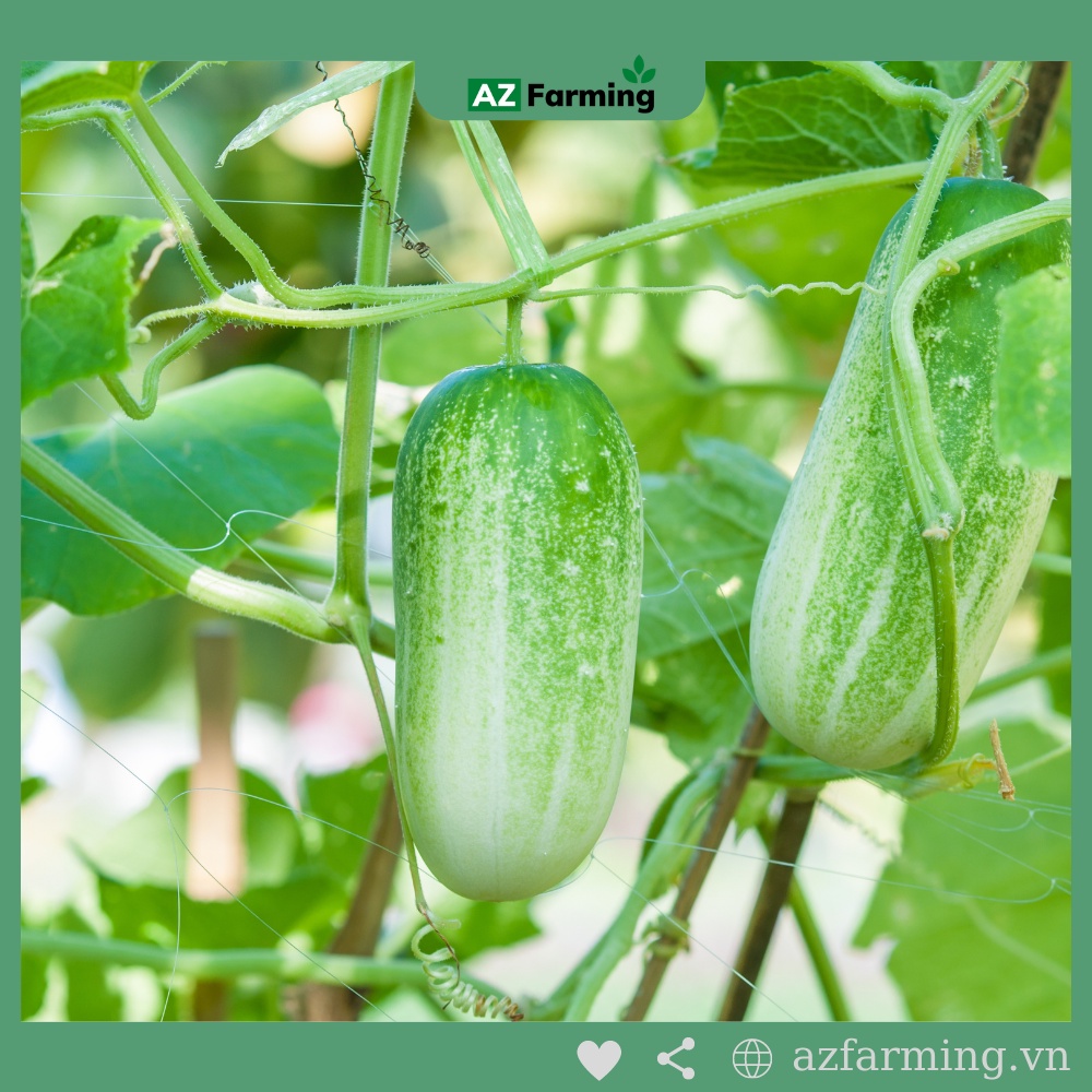 Hạt Giống Dưa Leo (Dưa Chuột) - Gói 100 Hạt - AZ Farming