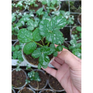 6 cây dâu tây Nhật Amauo ổn định trong ly