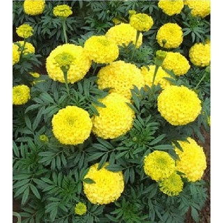  Hạt giống hoa Cúc vạn thọ Mỹ – 50Hạt