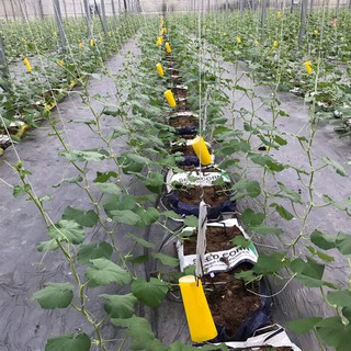 Cuộn keo dính côn trùng dài 100m