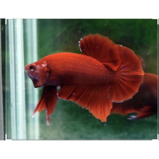 BETTA SUPER RED