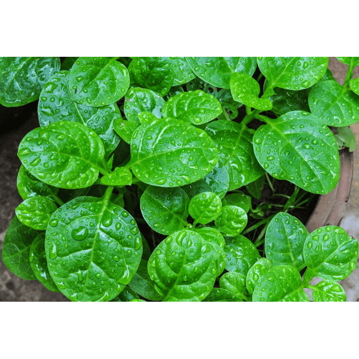 Gói 20g - Hạt giống rau mồng tơi cao sản lá to VTNN Nông Điền Trang