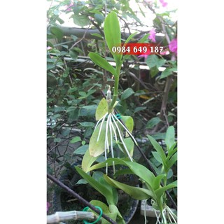 Thuốc kích thích ra rễ cực mạnh super roots 3m 100gr