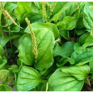 ( 1Gram = 6000 hạt ) Hạt giống cây rau mã đề