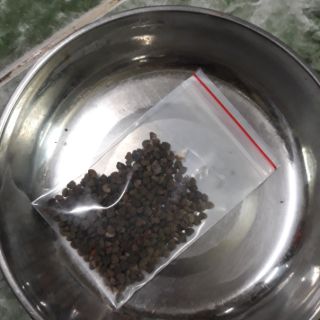 50 Hạt giống hoa artiso đỏ