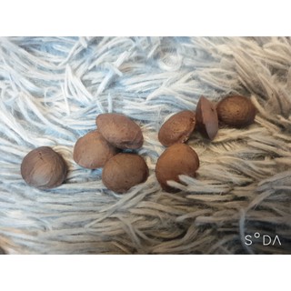 HẠT  SACHI RANG MỘC (HẠT SACHI)