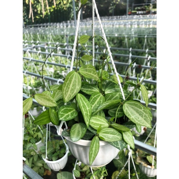 Cây lá dưa hấu chậu treo-dischivia ovata