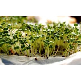[ Bán chạy ] Hạt giống mầm cải - 50g (tặng kèm 20 hạt Cải Kale Khủng Long)