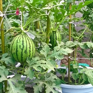 Hạt Giống Dưa Hấu Táo Ruột Vàng Lai F1 (5 Hạt)