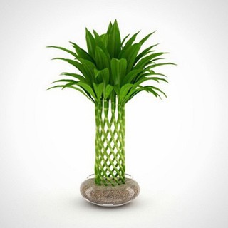 CÂY TRÚC LỘC