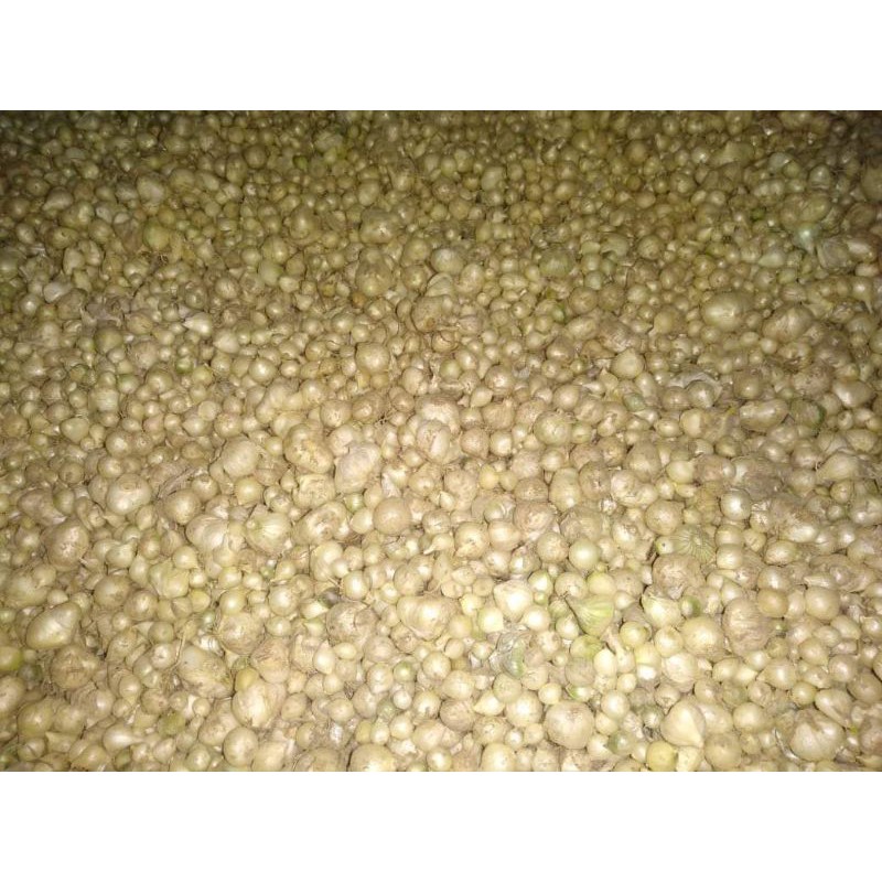 1kg hành tăm/ củ nén | BigBuy360 - bigbuy360.vn