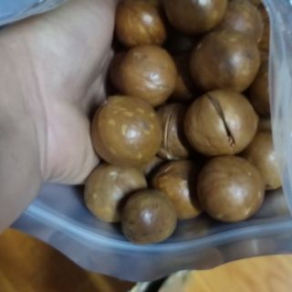 Hạt macca tươi vỏ nâu