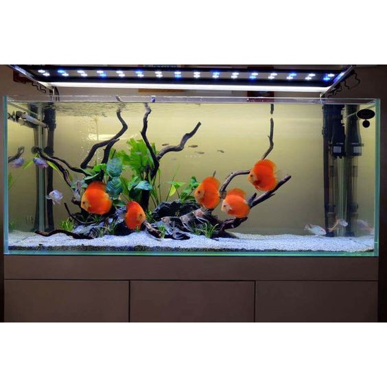 SỎI TRẮNG TRÃI NỀN HỒ THỦY SINH 2kg