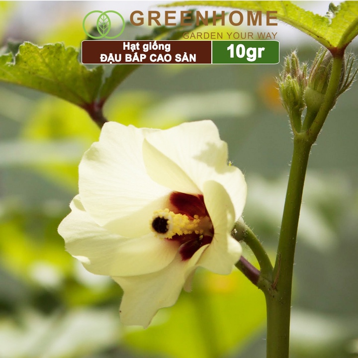 Hạt giống Đậu Bắp cao sản Greenhome, gói 10gr, dễ trồng, năng suất cao T06