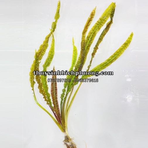 TIÊU THẢO BALANCE LÁ NHĂN - CÂY THUỶ SINH TRUNG HẬU CẢNH CHO HỒ THUỶ SINH DỄ CHĂM SÓC KHÔNG CẦN CO2