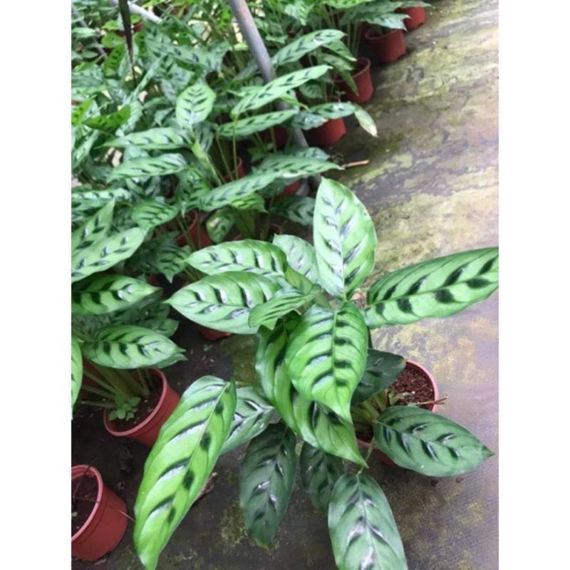 chậu Đuôi công leopardina