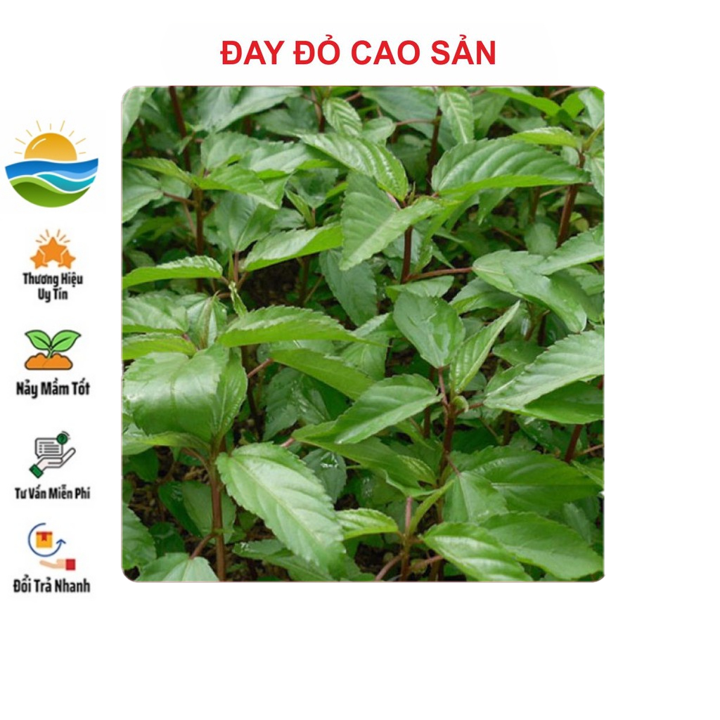 Hạt giống rau Đay Đỏ 10gram
