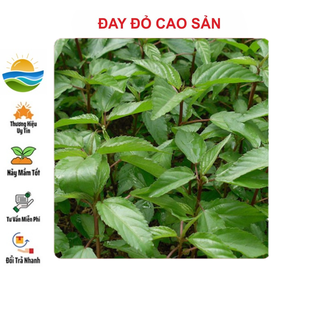 Hạt giống rau Đay Đỏ 10gram